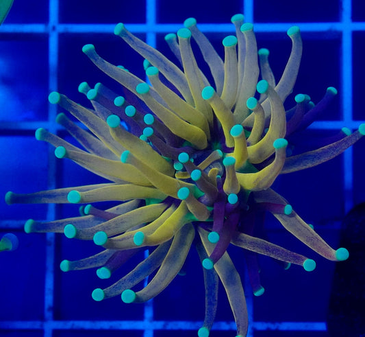 (WYSIWYG) Tiger Torch C1