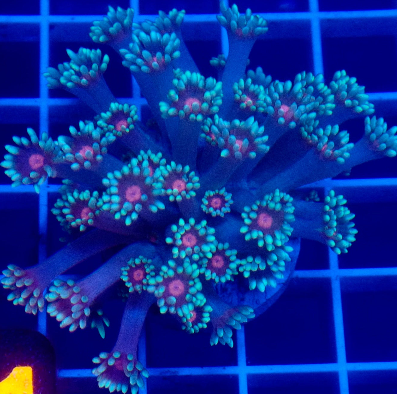 Sakura Goni (1" Frag)