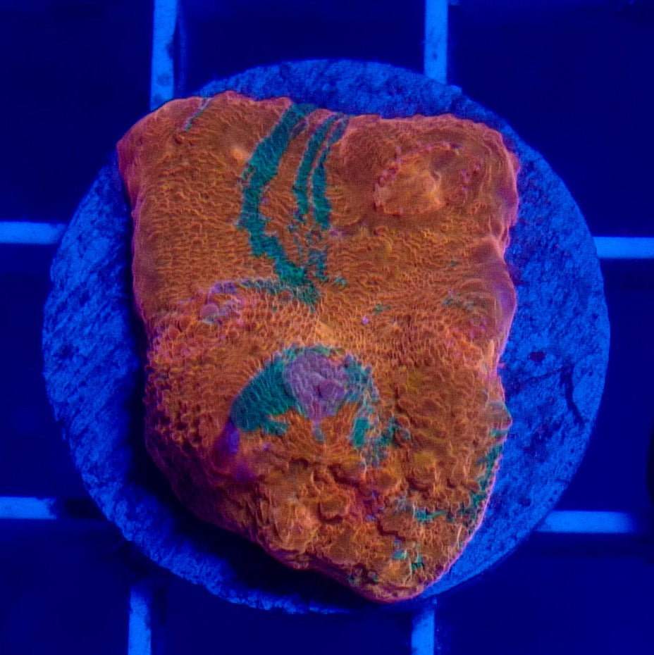 Orange Crush Chalice