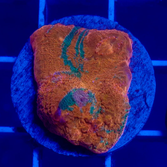 Orange Crush Chalice