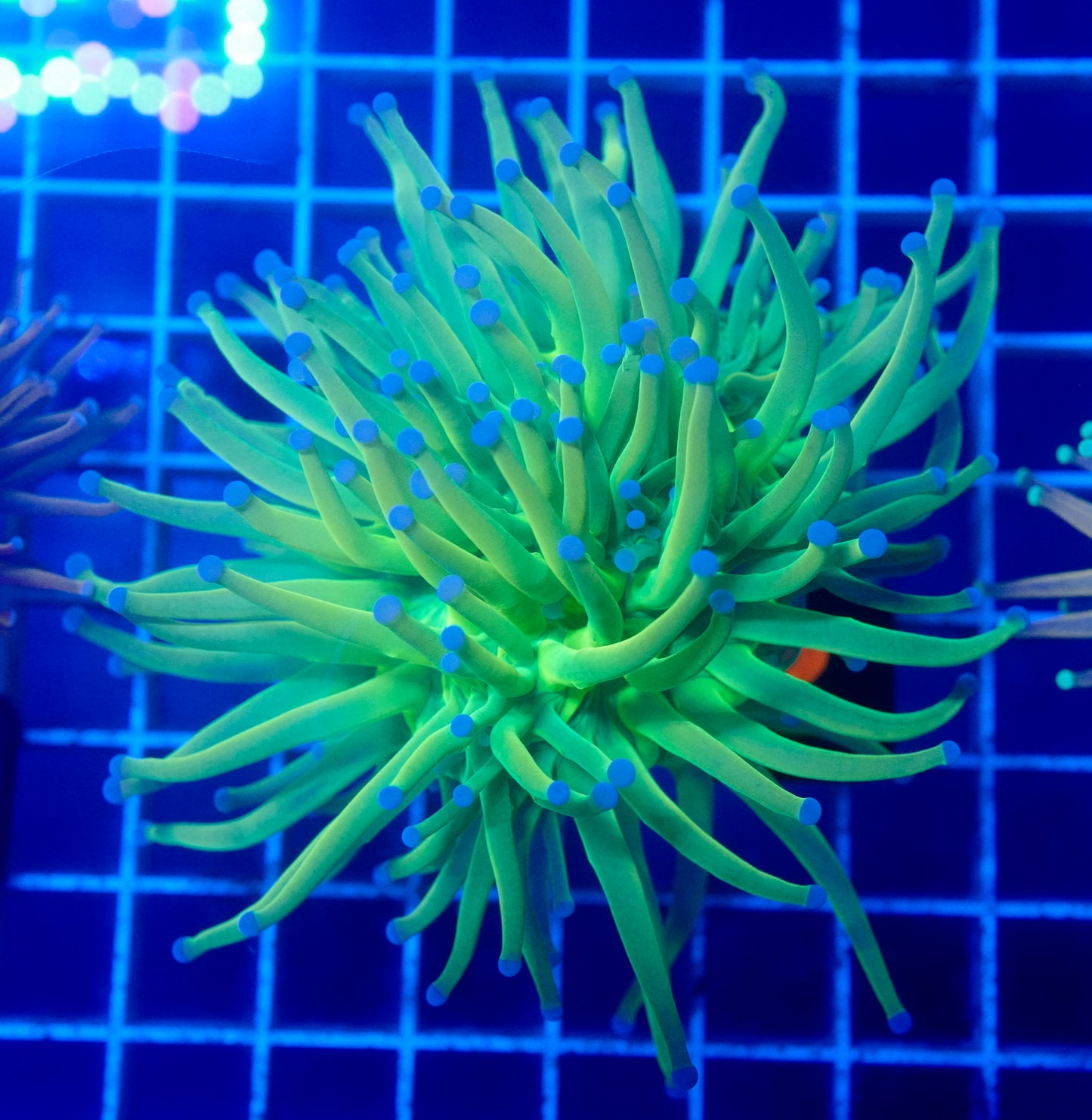 (WYSIWYG) Highlighter Holy Grail (Splitting Head) C1