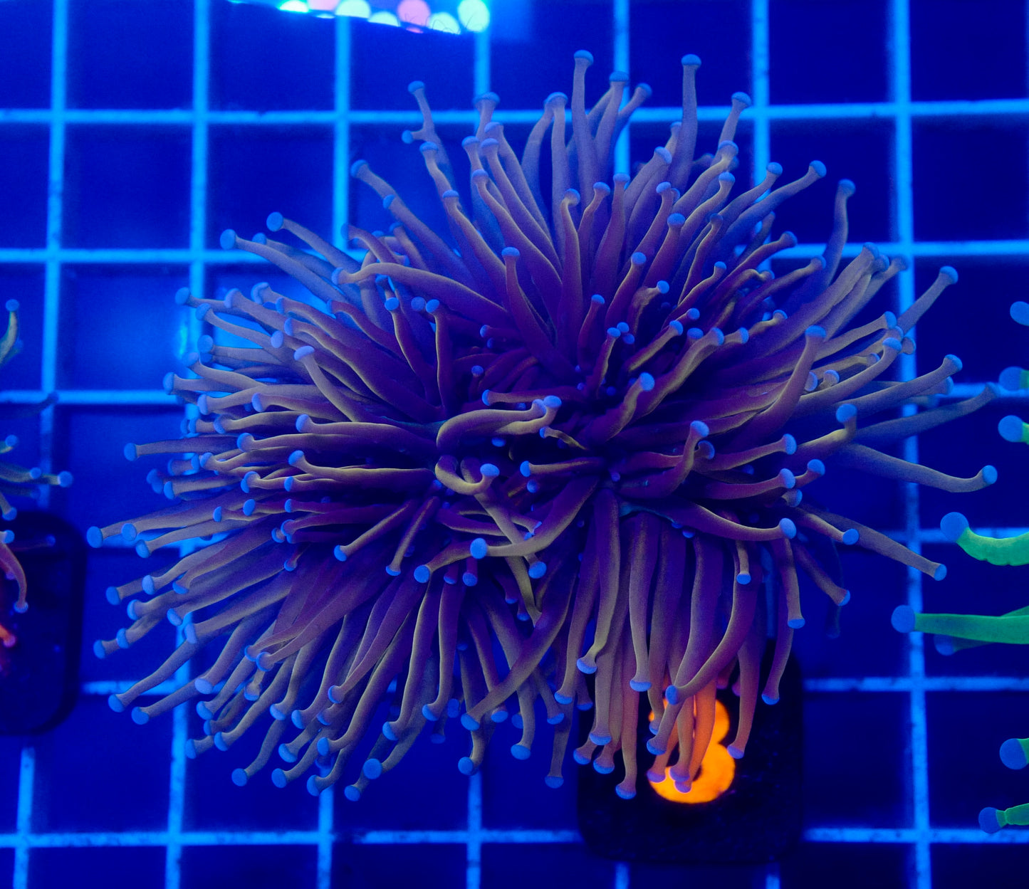 (WYSIWYG) New York Knicks Torch 2.5 Heads