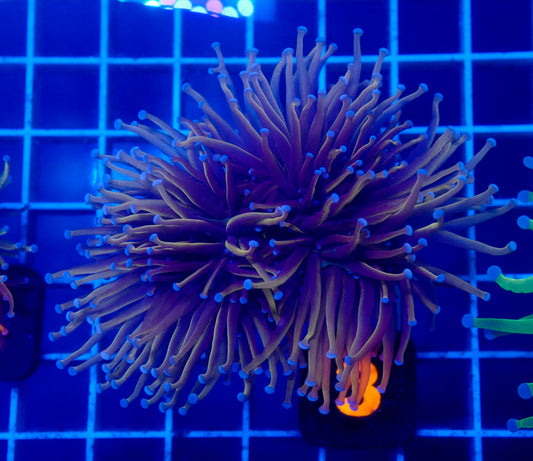 (WYSIWYG) New York Knicks Torch 2.5 Heads