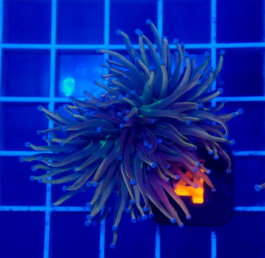 (WYSIWYG) Dragon Tamer Torch