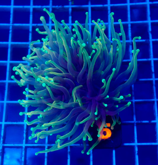 (WYSIWYG) Emerald Soul Torch C1