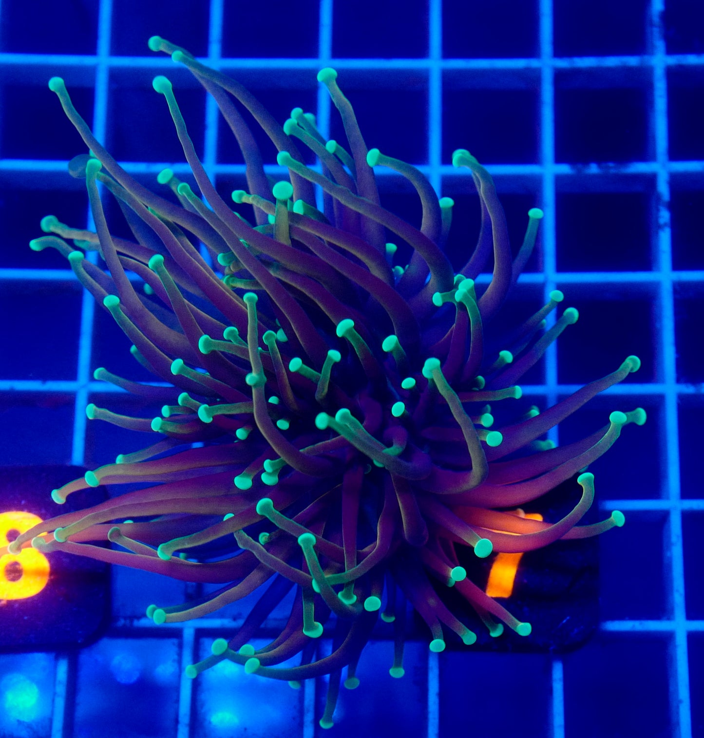 (WYSIWYG) Indo Gold Torch C1