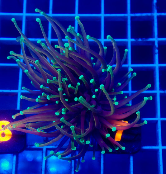 (WYSIWYG) Indo Gold Torch C1