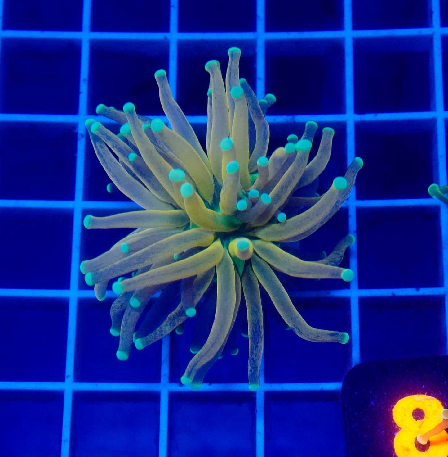 (WYSIWYG) Tiger Torch