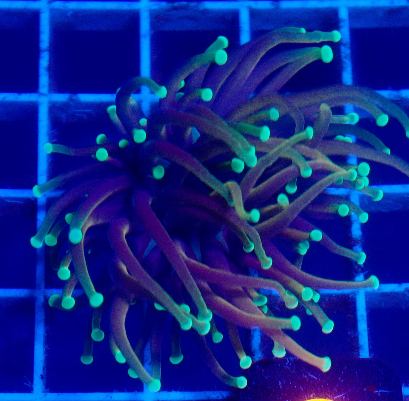 (WYSIWYG) Dragon Soul Torch C1