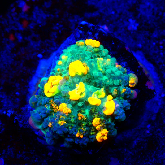WYSIWYG OG Bounce Mushroom A3