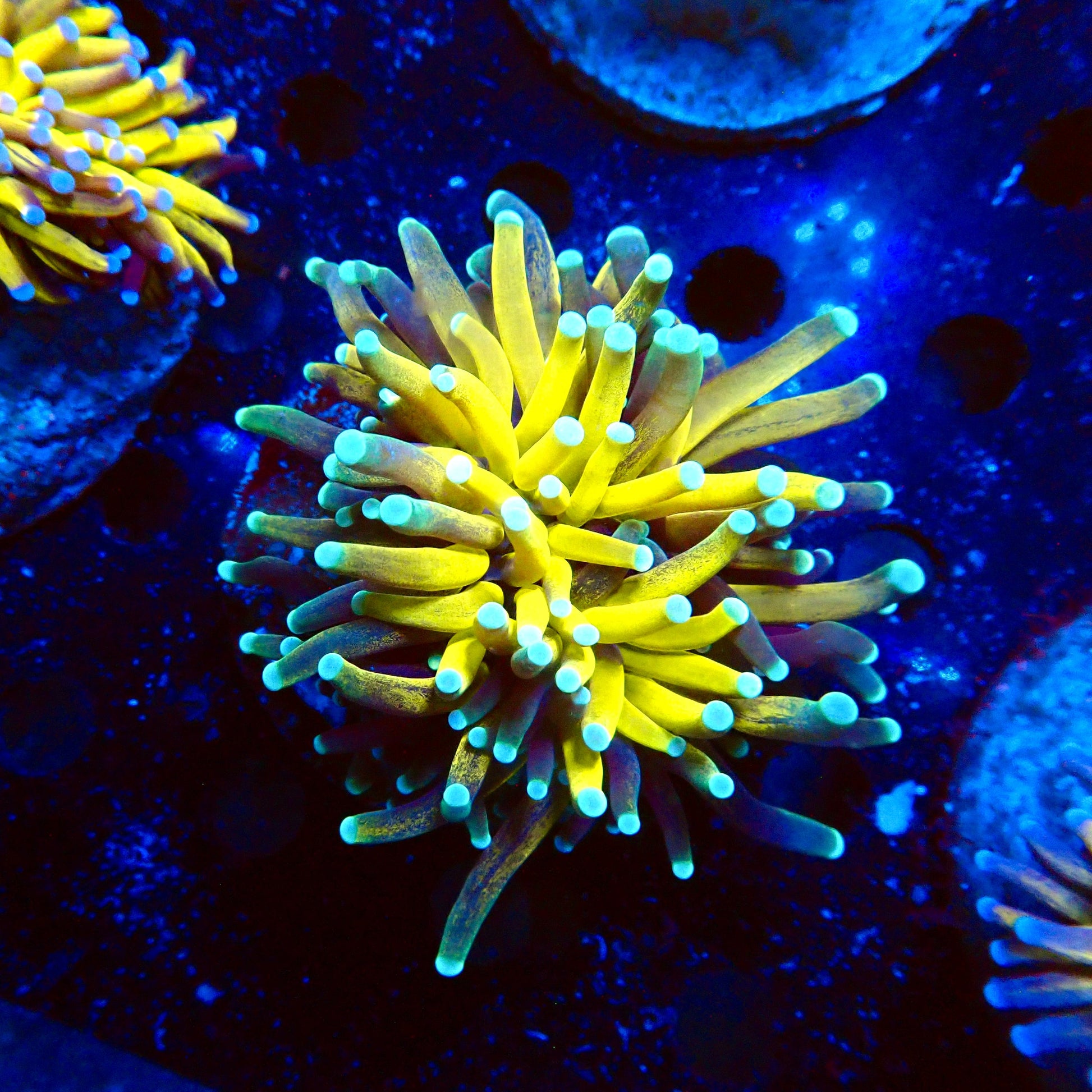 (WYSIWYG) OG Tiger-Type Torch (Fat Head) A2