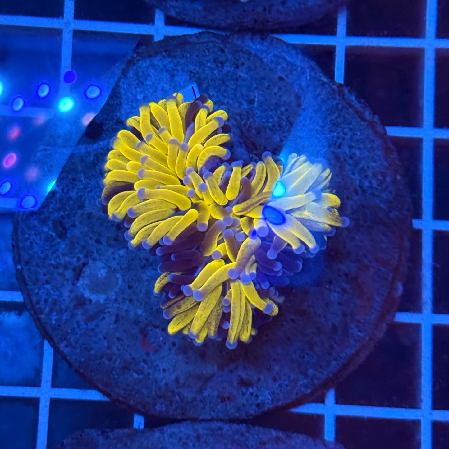 (WYSIWYG) OG Tiger-Type Torch