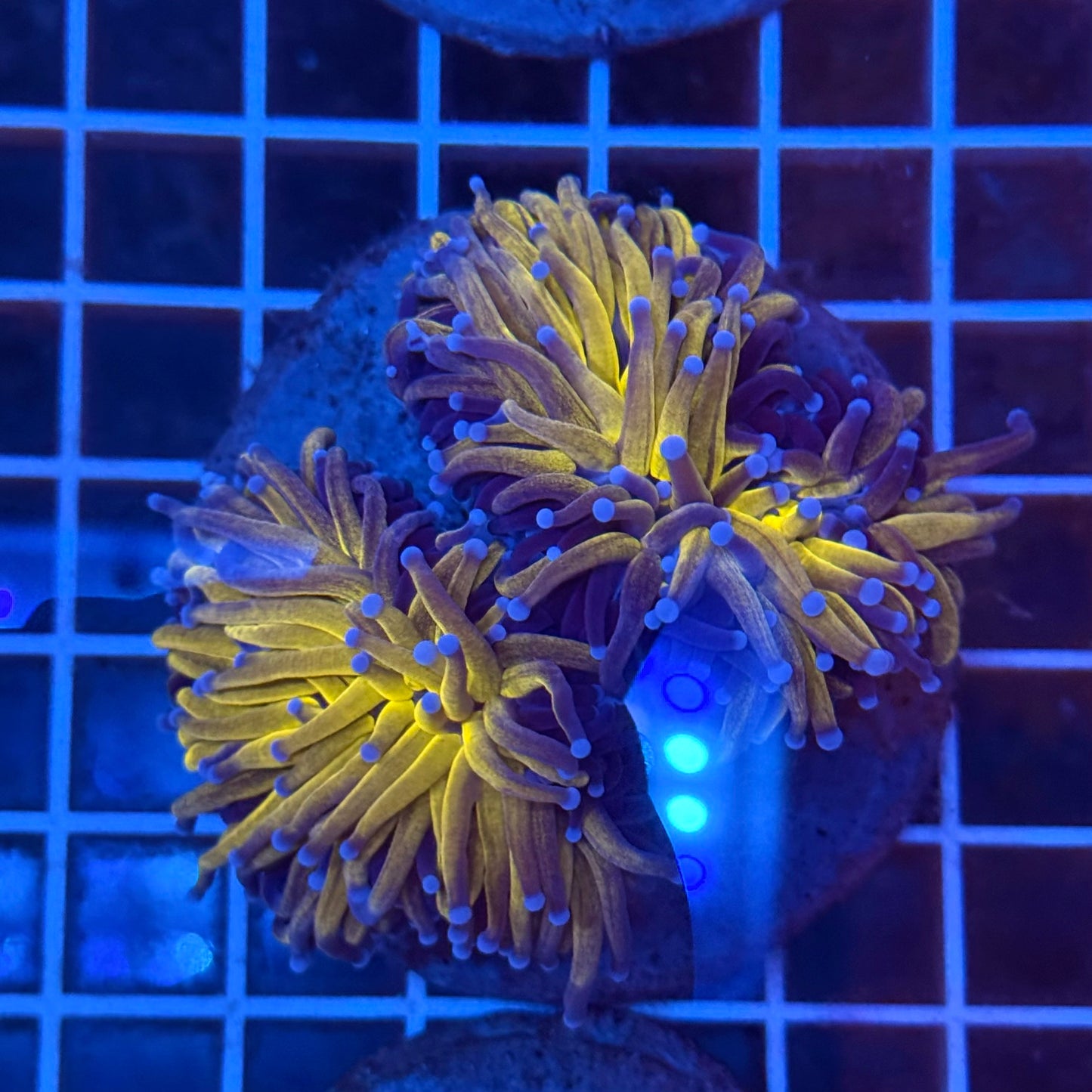 (WYSIWYG) OG Tiger-Type Torch