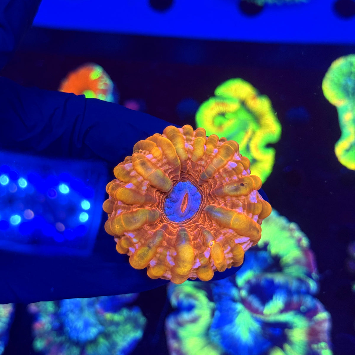 WYSIWYG Cynarina button coral A2