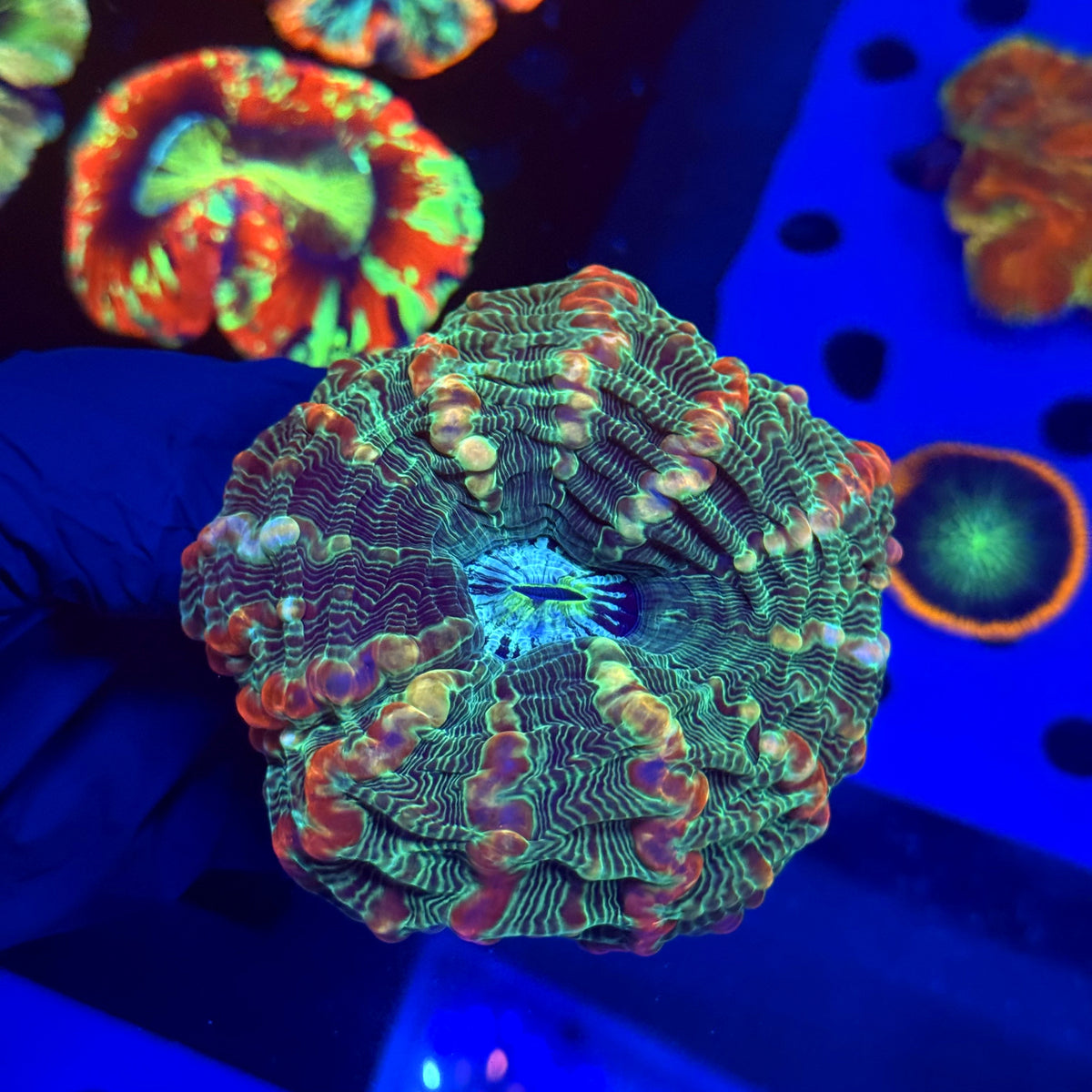 WYSIWYG Indophyllia A1
