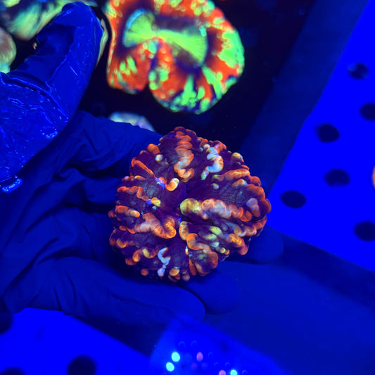 WYSIWYG Indophyllia A3