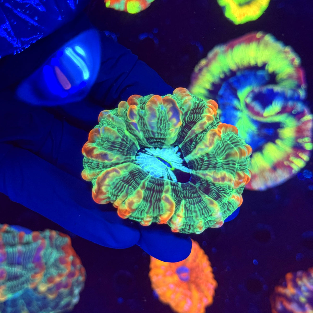 WYSIWYG Indophyllia A4