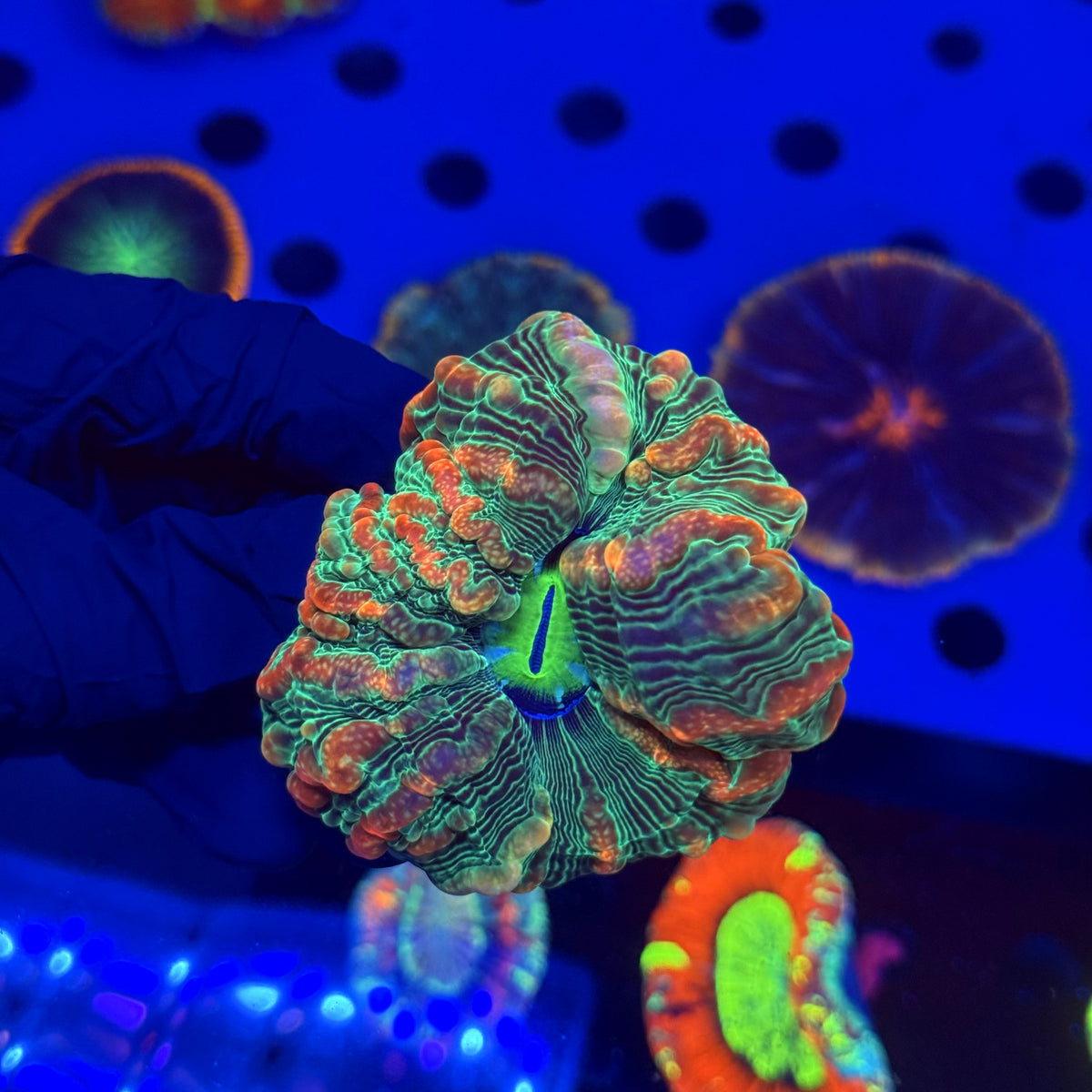 WYSIWYG Indophyllia B1