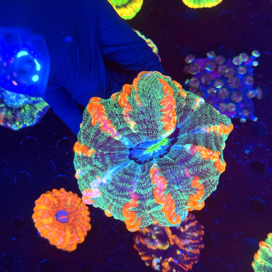 WYSIWYG Indophyllia B3