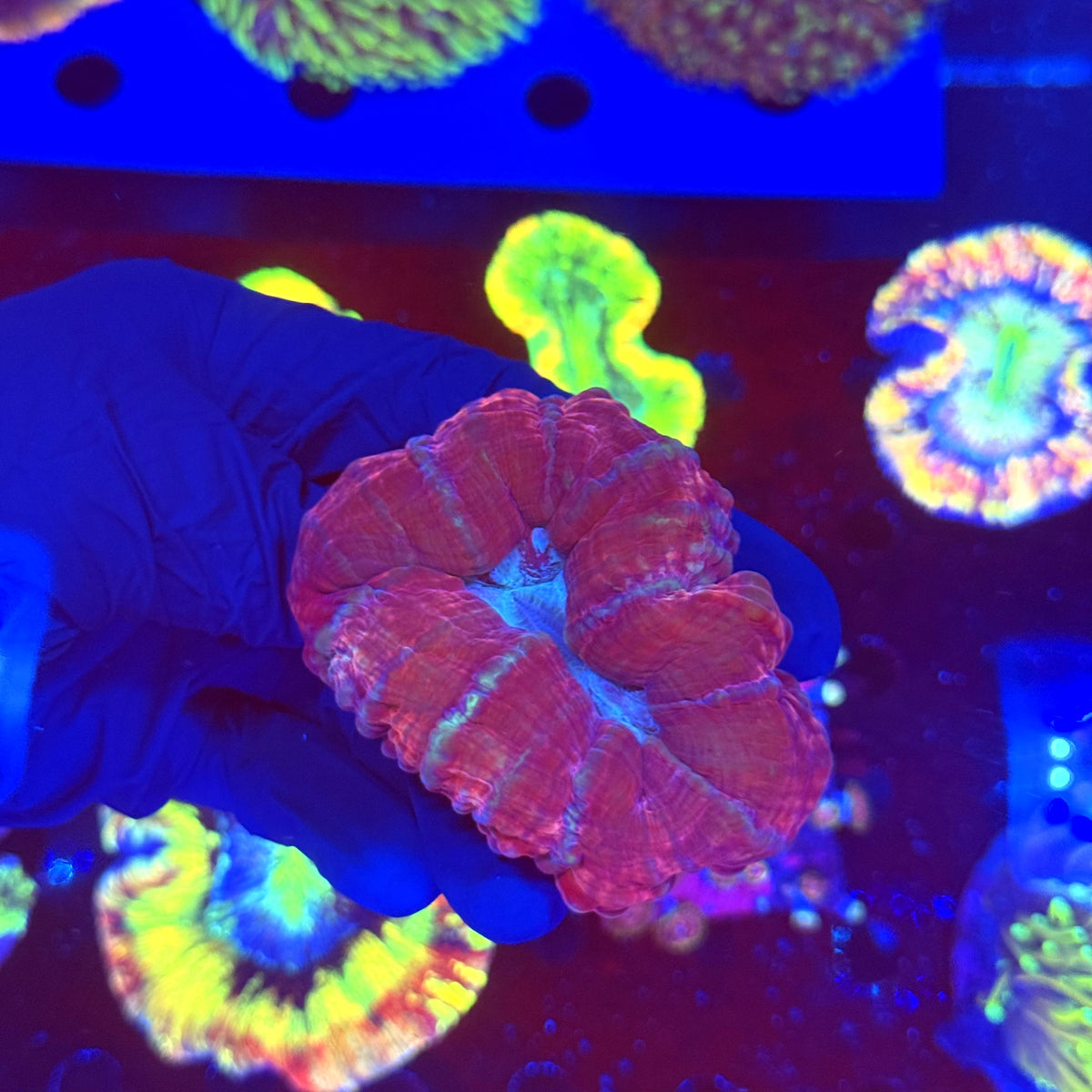 WYSIWYG Lobophyllia A1