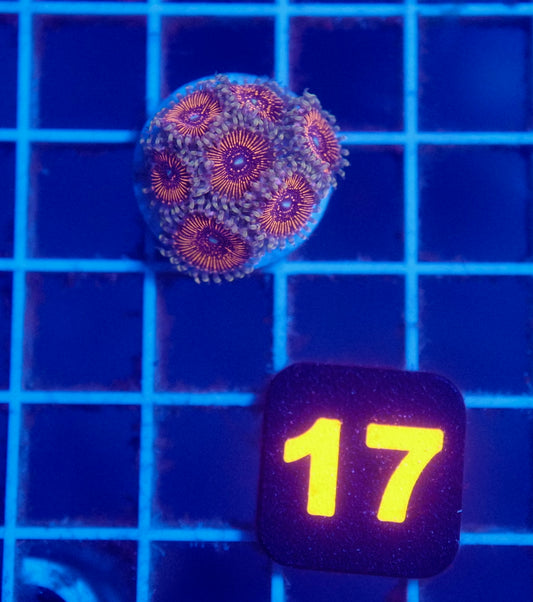 Auc 17 (WYSIWYG) Darth Maul Zoa