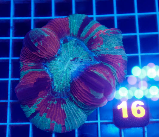 Auc 16 (WYSIWYG) Rainbow Trachy (5")