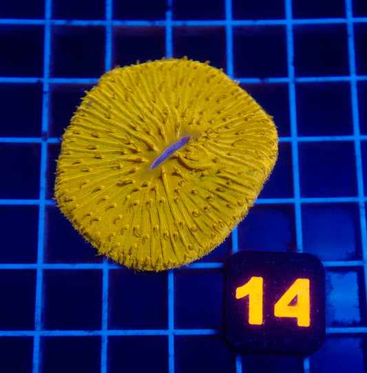 Auc 14 (WYSIWYG) Orange Fungia Plate