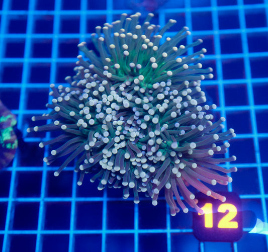 Auc 12 (WYSIWYG) Pink Tip Green Torch Colony (4+ Heads)