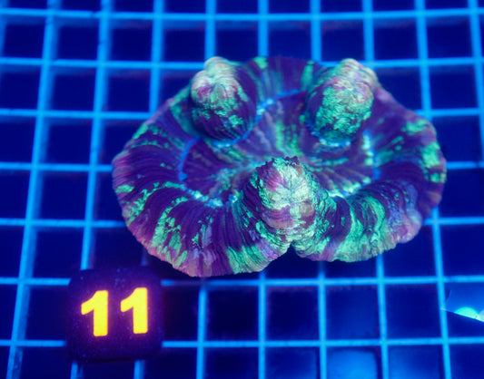 Auc 11 (WYSIWYG) Rainbow Trachy (5")