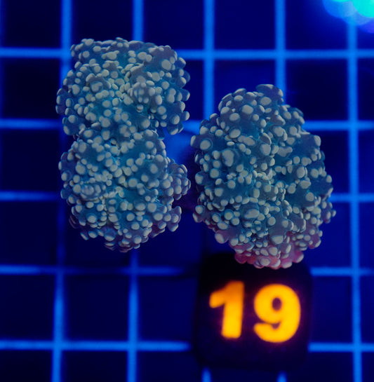 Auc 19 (WYSIWYG) Orange Frogspawn