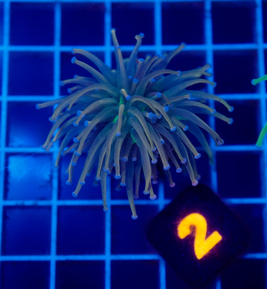Auc 2 (WYSIWYG) Dragon Tamer Torch