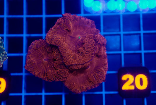 Auc 20 (WYSIWYG) Ultra Red Blastomussa