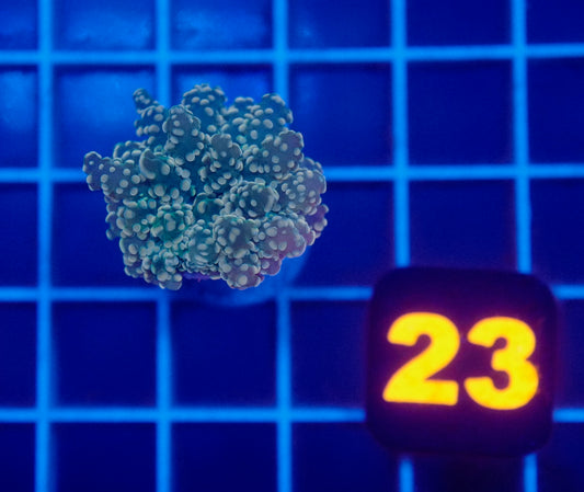 Auc 23 (WYSIWYG) Orange/Green Frogspawn