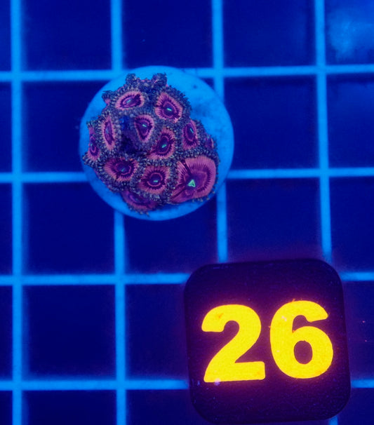 Auc 26 (WYSIWYG) Pink/Gold Zoa