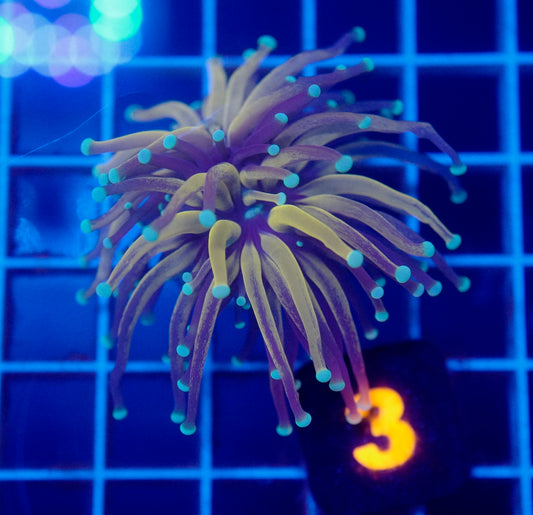 Auc 3 (WYSIWYG) Gold Tiger Torch