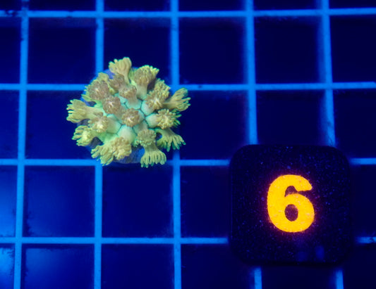 Auc 6 (WYSIWYG) Neon Green Goni