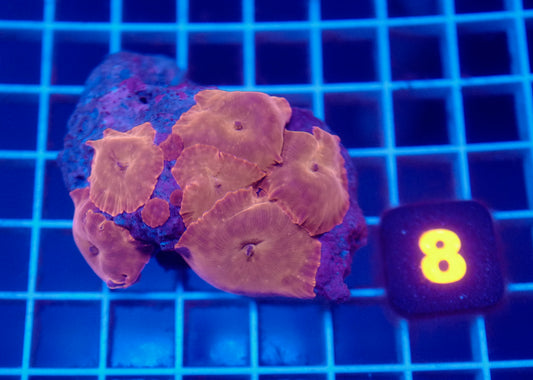 Auc 8 (WYSIWYG) Iron Man Mushroom Colony (7+ Heads)