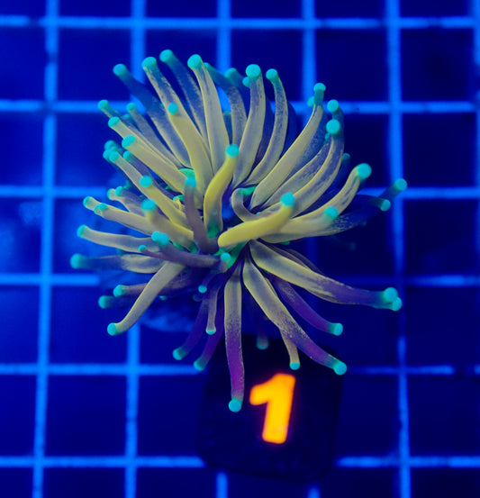 Auc 1 (WYSIWYG) Tiger Torch