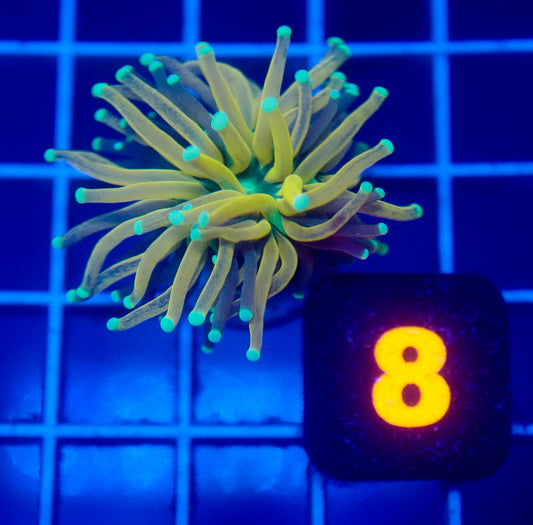 Auc 8 (WYSIWYG) Tiger Torch