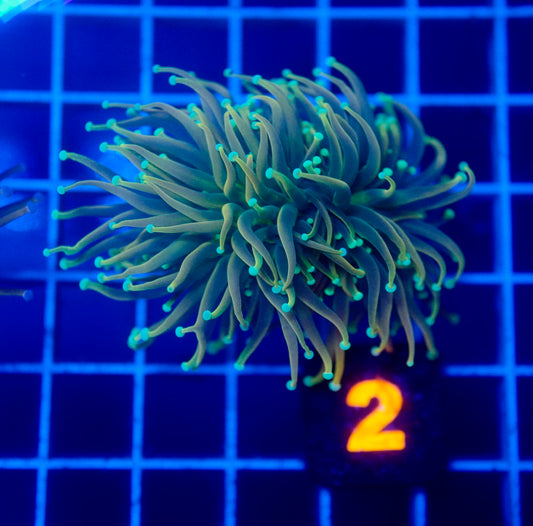 Auc 2 (WYSIWYG) Dragon Soul Torch (2 Heads)