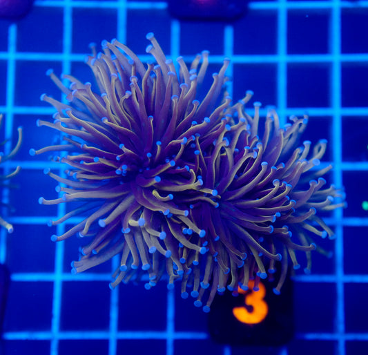 Auc 3 (WYSIWYG) 24K Gold Torch (2.5 Heads)