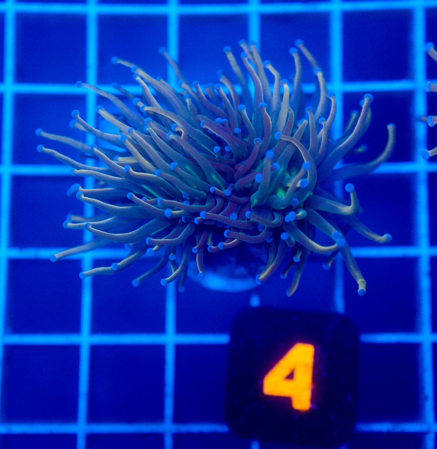 Auc 4 (WYSIWYG) Dragon Tamer Torch (Splitting Head)