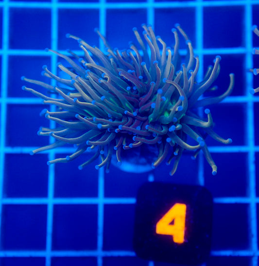 Auc 4 (WYSIWYG) Dragon Tamer Torch (Splitting Head)