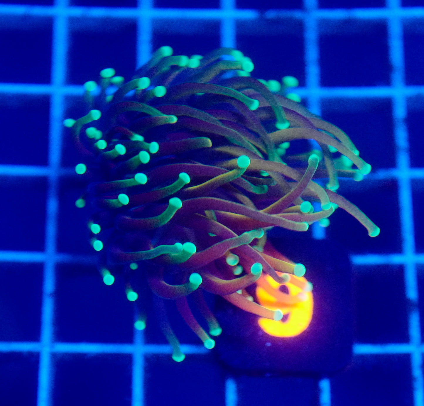 Auc 9 (WYSIWYG) 24K Soul Torch