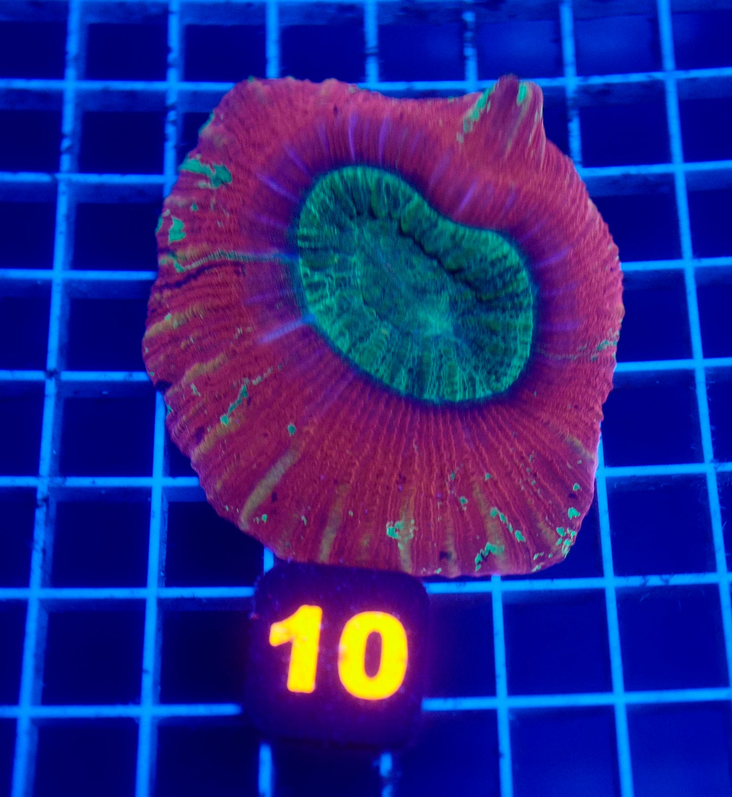 Auc 10 (WYSIWYG) Red/Green Trachy