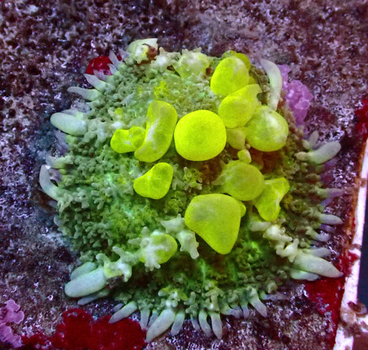 (WYSIWYG) Bounce Mushroom R3T1A2