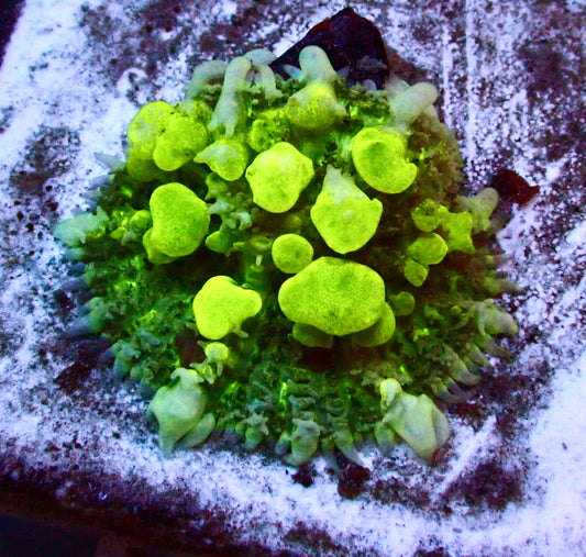 (WYSIWYG) Bounce Mushroom R3T1B1