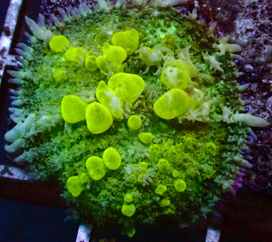 (WYSIWYG) Bounce Mushroom R3T1C1