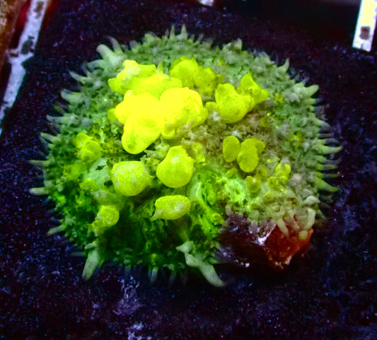 (WYSIWYG) Bounce Mushroom R3T1C2