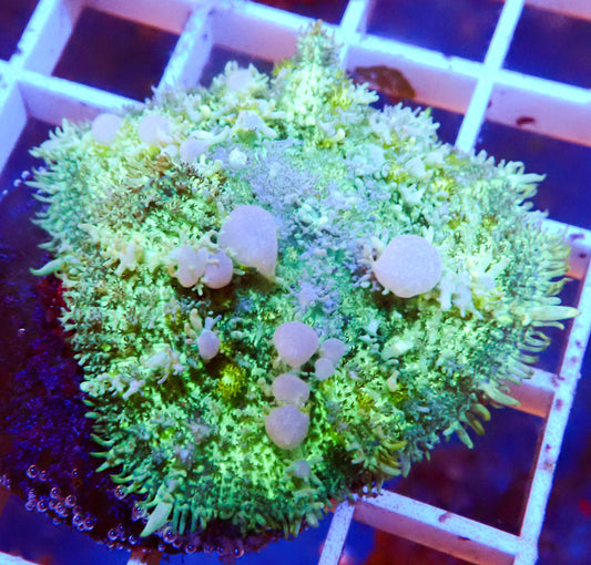 (WYSIWYG) Bounce Mushroom R3T1Z1